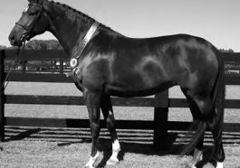 A black horse standing in a fenced area with a blue ribbon around its neck.