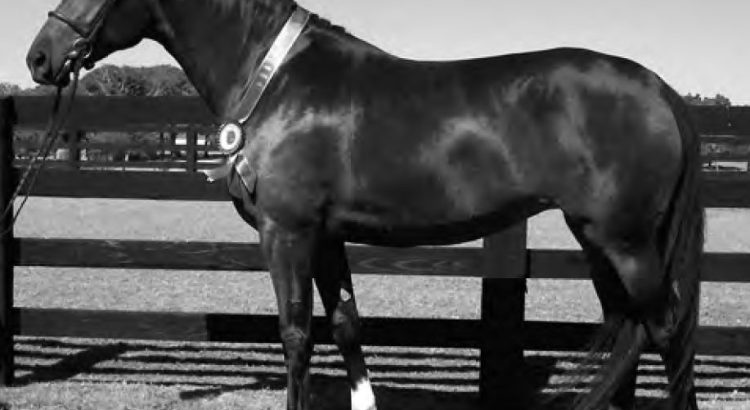 A black horse standing in a fenced area with a blue ribbon around its neck.